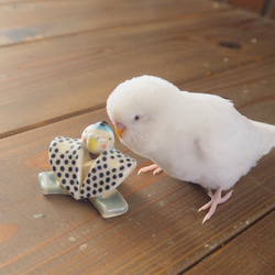 ふくすけインコ 9枚目の画像