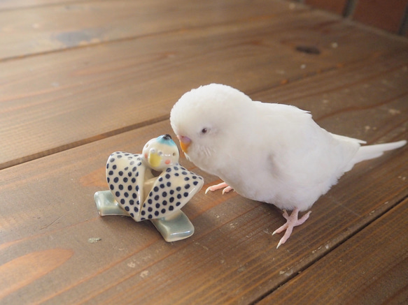 ふくすけインコ 9枚目の画像