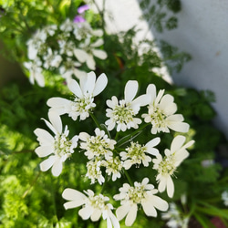 欧米風 レースフラワー　オルレア　お洒落可愛い　薔薇　オルラヤ　レースフラワー　ホワイト　花 苗　シェードガーデン 7枚目の画像