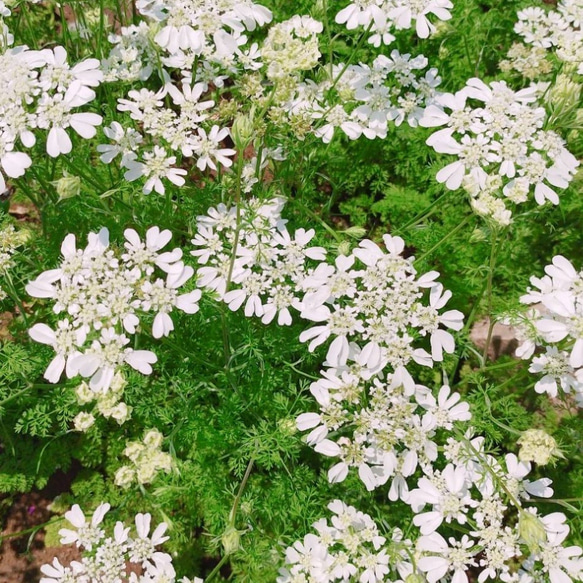 欧米風 レースフラワー　オルレア　お洒落可愛い　薔薇　オルラヤ　レースフラワー　ホワイト　花 苗　シェードガーデン 1枚目の画像