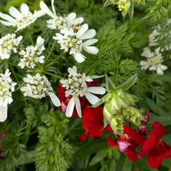 欧米風 レースフラワー　オルレア　お洒落可愛い　薔薇　オルラヤ　レースフラワー　ホワイト　花 苗　シェードガーデン 8枚目の画像