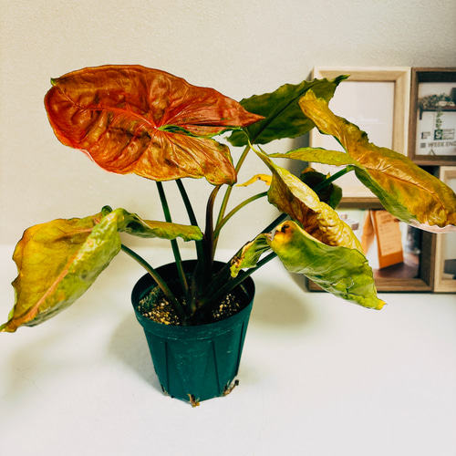 斑入り　シンゴニウム　苗　観葉植物 斑入り シンゴニウム 苗 観葉植物 観葉植物 斑入りシンゴニウム