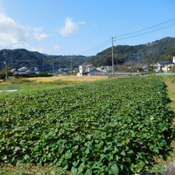 甘～い♪冷凍焼き芋1.4kg（食べやすいミニサイズ・自然栽培紅はるか使用） 7枚目の画像