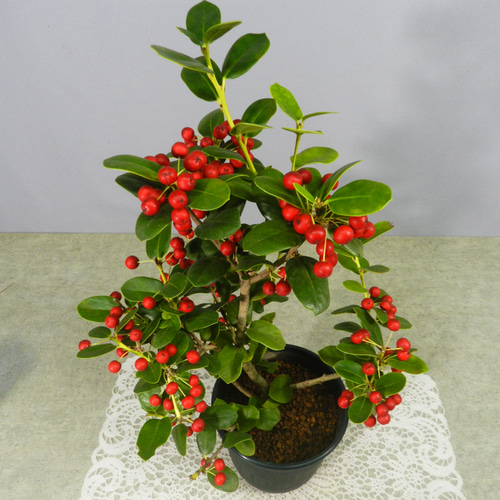 ☆ENGEI ichioki☆西洋ヒイラギ「クリスマスホーリー」株鉢◇実が見頃