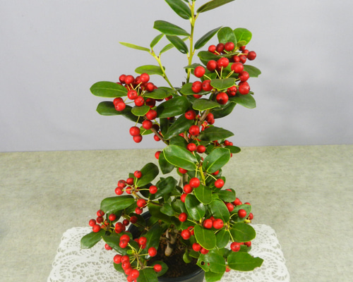 c87230df674b7723e1172795d0d369