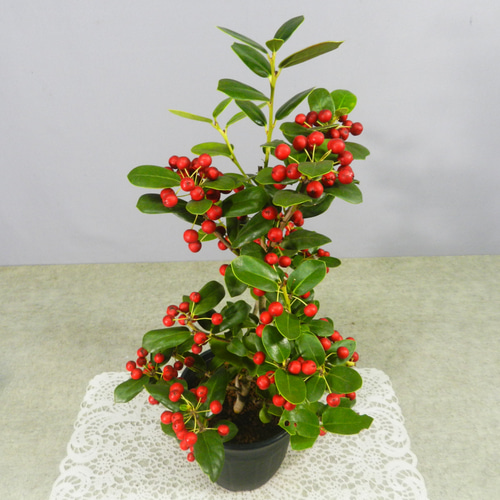 ☆ENGEI ichioki☆西洋ヒイラギ「クリスマスホーリー」株鉢◇実が見頃