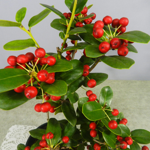 ☆ENGEI ichioki☆西洋ヒイラギ「クリスマスホーリー」株鉢◇実が見頃