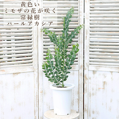 再入荷現品販売 常緑木 パールアカシア 7号 高さ90cm 庭木 植木 ミモザ