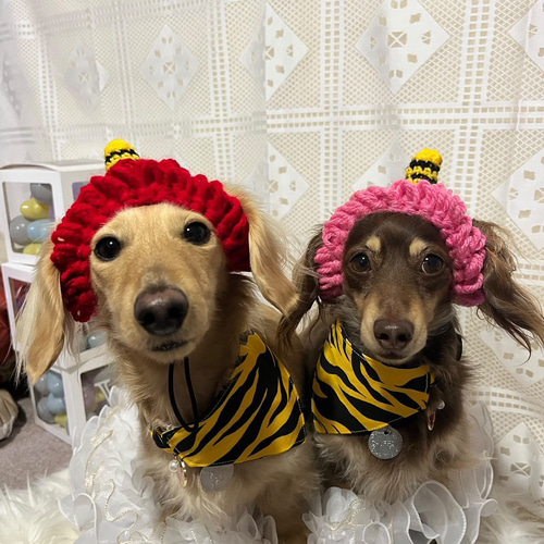 犬用 節分 ☆パンツ 単品☆ ペット服・アクセサリー nana16shop