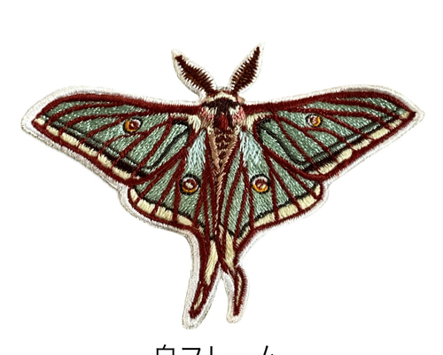 蛾 標本 イザベラミズアオ 97744acfe13d386642abda49ebc0d4