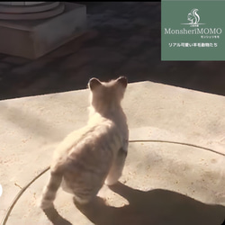 冬季セール☆羊毛フェルトのスナネコ子猫 10枚目の画像