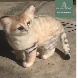 冬季セール☆羊毛フェルトのスナネコ子猫 7枚目の画像