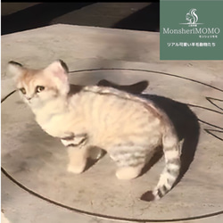 冬季セール☆羊毛フェルトのスナネコ子猫 8枚目の画像
