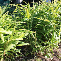 ジンジャーシロップ　ハニーレモン　大生姜使用 9枚目の画像