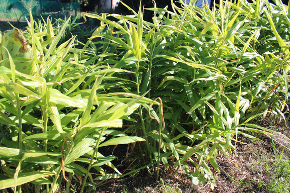 ジンジャーシロップ　ハニーレモン　大生姜使用 9枚目の画像