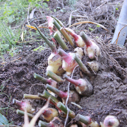 ジンジャーシロップ　ハニーレモン　大生姜使用 7枚目の画像