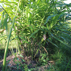 ジンジャーシロップ　ハニーレモン　大生姜使用 13枚目の画像