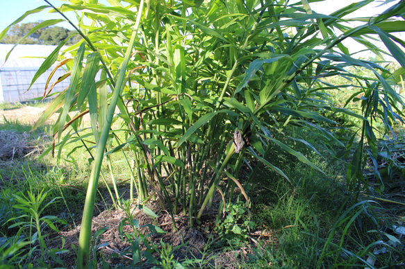 ジンジャーシロップ　ハニーレモン　大生姜使用 13枚目の画像