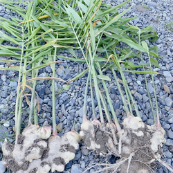 ジンジャーシロップ　ハニーレモン　大生姜使用 10枚目の画像