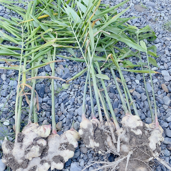 ジンジャーシロップ　ハニーレモン　大生姜使用 10枚目の画像