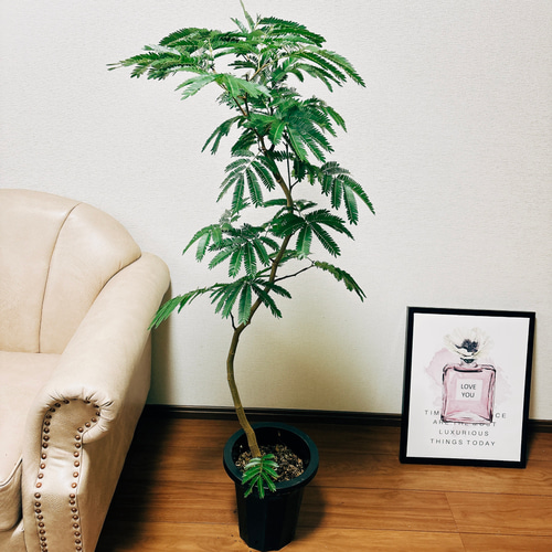 現品］5番 エバーフレッシュ 曲がり 8号 観葉植物 室内 大型 おしゃれ