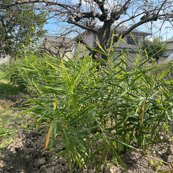 ジンジャーシロップ　スパイスシナモン　大生姜使用 8枚目の画像