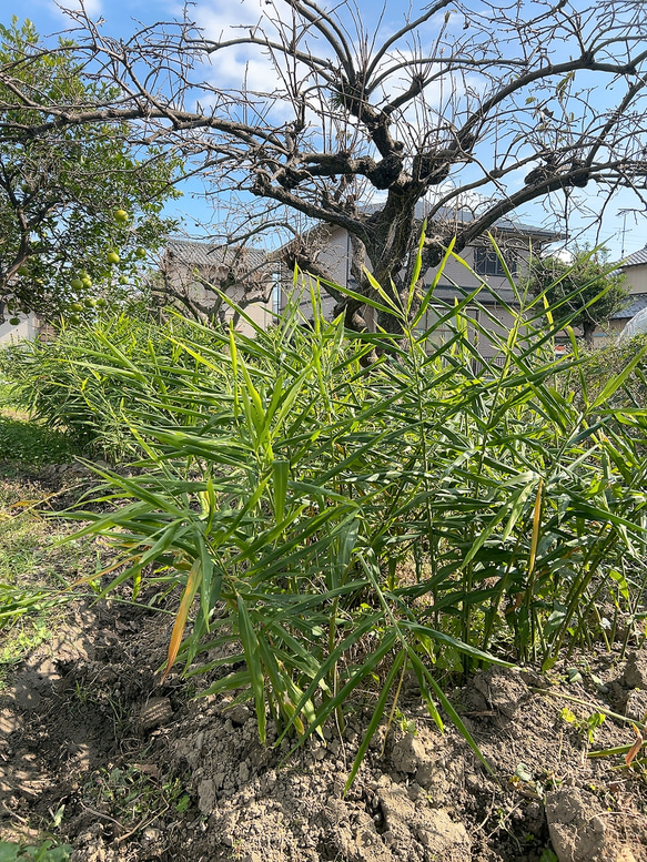 ジンジャーシロップ　スパイスシナモン　大生姜使用 8枚目の画像