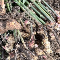 ジンジャーシロップ　スパイスシナモン　大生姜使用 9枚目の画像