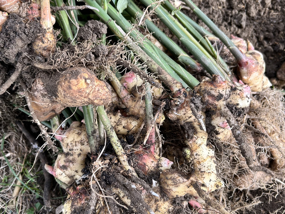 ジンジャーシロップ　スパイスシナモン　大生姜使用 9枚目の画像