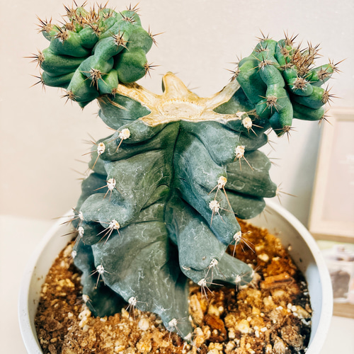 現品］【希少】サボテン セレウス ペルビアナス スピラリス ブランチ