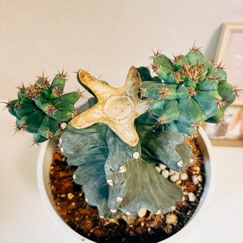 現品］【希少】サボテン セレウス ペルビアナス スピラリス ブランチ