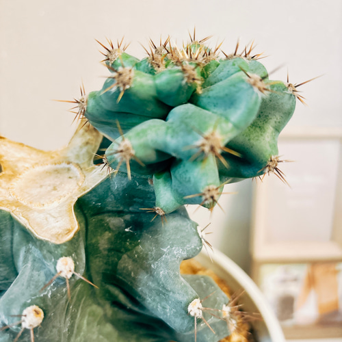 現品］【希少】サボテン セレウス ペルビアナス スピラリス