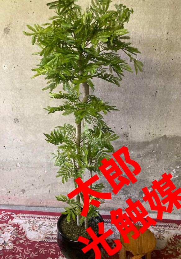 光触媒 人工観葉植物 ウォールグリーン フェイクグリーン