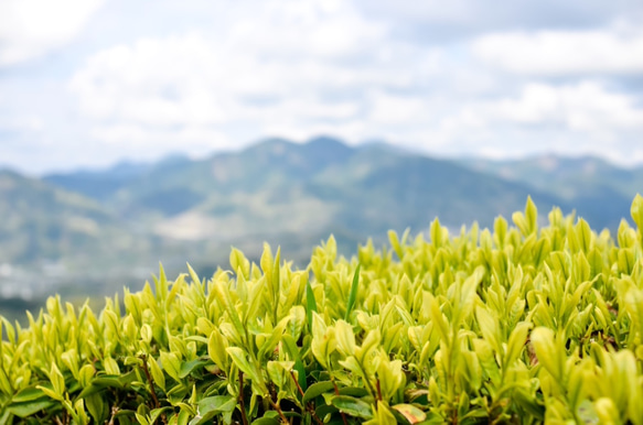 煎茶「貢大」10g×２つ変更＆ガラス急須セット 9枚目の画像