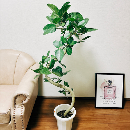 現品］13番フィカスベンガレンシス曲がり8号観葉植物室内人気