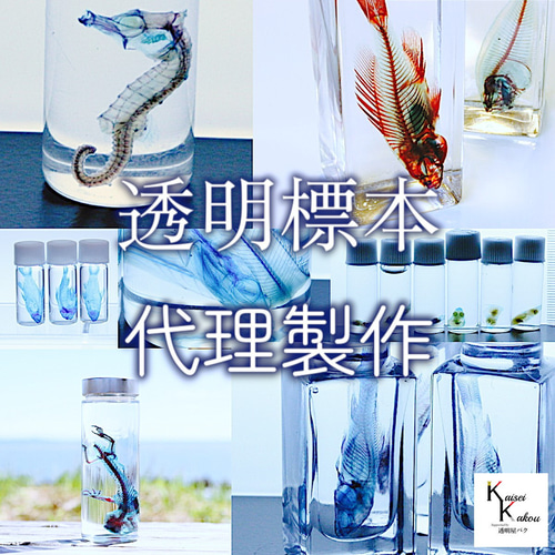 透明標本 代理製作 オーダー 受注製作 死んでしまったペット透明標本に