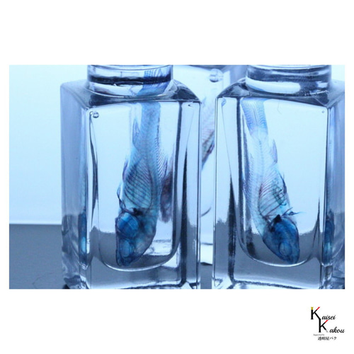 透明標本 代理製作 オーダー 受注製作 死んでしまったペット透明標本に