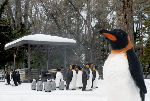 アニマル親子シリーズ　コウテイペンギン 7枚目の画像