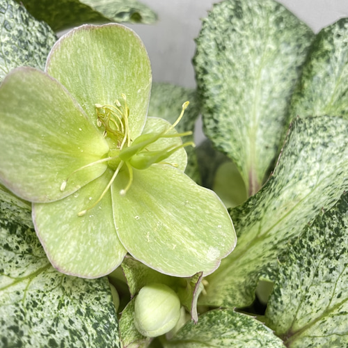開花株 クリスマスローズ 斑入り葉 スノーフィーバー 粉雪のような葉色