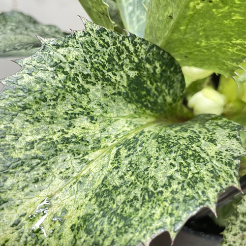 開花株 クリスマスローズ 斑入り葉 スノーフィーバー 粉雪のような葉色