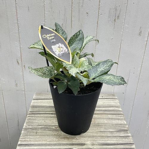 開花株 クリスマスローズ 斑入り葉 スノーフィーバー 粉雪のような葉色