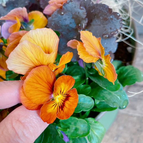 ラスト！おしゃれ♡【アンニュイカラーガーデニング】ビオラ入り寄せ