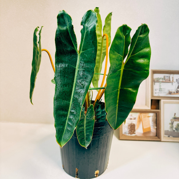 現品　フィロデンドロン　ビレッティア　ビレッタエ　ドライガーデン　インテリア 現品 フィロデンドロン ビレッティア ビレッタエ ドライガーデン