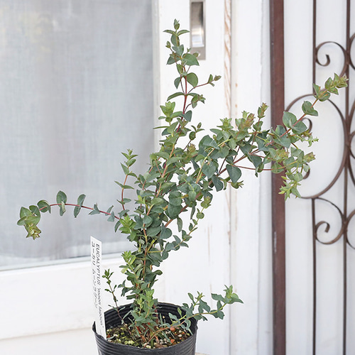 アカシア ブルーブッシュ 綺麗な樹形 180cm 10号❗ 大型 シルバー