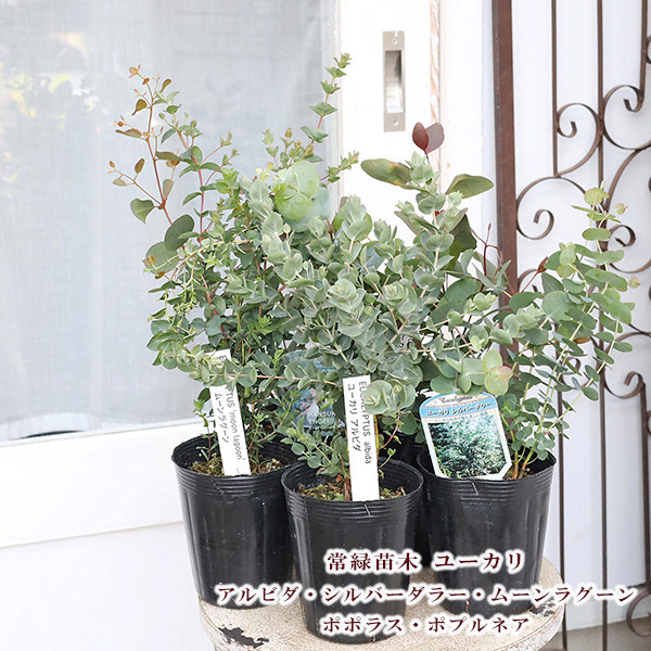 スモークツリーとユーカリ アルビダ苗木2種セット 綺麗な紅葉とシルバーリーフ スモークツリーとユーカリ アルビダ苗木2種セット 綺麗な紅葉と