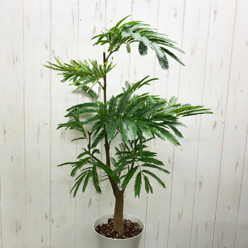 ☆極太幹☆エバーフレッシュネムノキ希少サイズ6寸70㌢