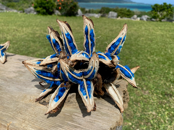 タビビトノキ 扇芭蕉 販売