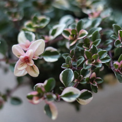 ピンクに色づいたフォックスリータイム　２ポットセット 1枚目の画像