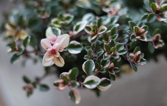 ピンクに色づいたフォックスリータイム　２ポットセット 1枚目の画像