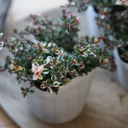 ピンクに色づいたフォックスリータイム　２ポットセット 3枚目の画像